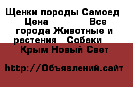 Щенки породы Самоед › Цена ­ 20 000 - Все города Животные и растения » Собаки   . Крым,Новый Свет